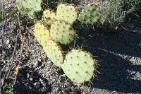 pa_1350_opuntia_sp..jpg