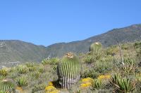 pa_1351_echinocactus_platyacanthus.jpg
