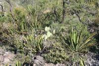 pa_1352_opuntia_sp..jpg