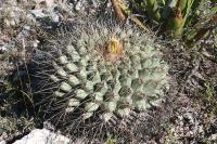 pa_1354_thelocactus_rinconensis_ssp._hintonii.jpg