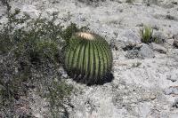pa_1355_echinocactus_platyacanthus.jpg