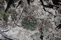 pa_1357_hamatocactus_hamatacanthus.jpg