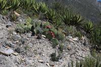pa_1358_opuntia_stenopetala.jpg