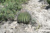 pa_1359_echinocactus_platyacanthus.jpg