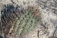 pa_135_glandulicactus_uncinatus_var._wrightii.jpg