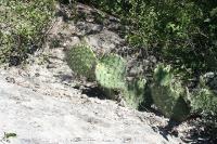 pa_1360_opuntia_sp..jpg