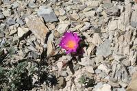 pa_1362_ariocarpus_scapharostrus.jpg