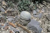 pa_1363_mammillaria_candida.jpg