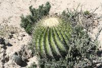 pa_1364_echinocactus_platyacanthus.jpg