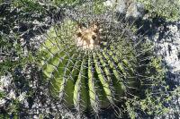 pa_1367_echinocactus_platyacanthus.jpg