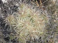 pa_136_cylindropuntia_tunicata.jpg