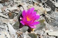 pa_1370_ariocarpus_scapharostrus.jpg