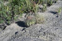 pa_1371_echinocactus_platyacanthus.jpg