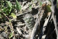 pa_1372_neolloydia_conoidea.jpg