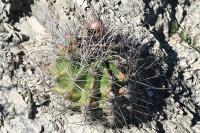 pa_1374_hamatocactus_hamatacanthus.jpg