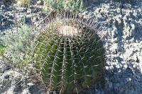 pa_1375_echinocactus_platyacanthus.jpg