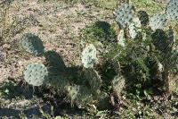 pa_1377_opuntia_sp..jpg