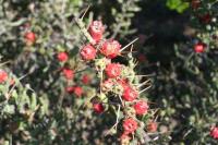 pa_1378_cylindropuntia_leptocaulis.jpg