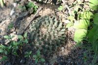 pa_1379_mammillaria_heyderi.jpg