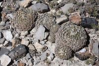 pa_137_pelecyphora_strobiliformis.jpg