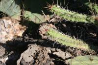 pa_1380_echinocereus_pentalophus.jpg