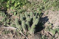 pa_1381_echinocereus_enneacanthus.jpg
