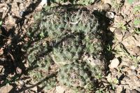 pa_1382_coryphantha_sp..jpg