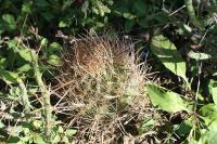 pa_1383_ancistrocactus_scheeri.jpg