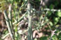 pa_1384_wilcoxia_poselgeri.jpg