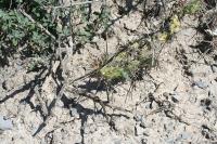 pa_1386_corynopuntia_sp..jpg
