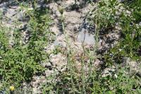 pa_1387_cylindropuntia_leptocaulis.jpg