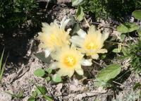pa_1388_ariocarpus_trigonus.jpg