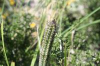 pa_1389_wilcoxia_poselgeri.jpg