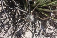pa_138_gymnocactus_subterraneus.jpg