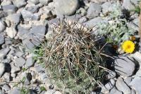 pa_1391_coryphantha_difficilis.jpg