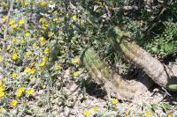 pa_1392_echinocereus_sp..jpg