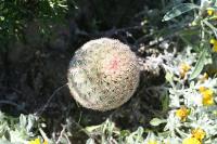 pa_1393_echinocereus_pectinatus.jpg