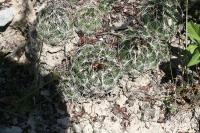 pa_1394_coryphantha_ramillosa.jpg