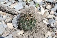 pa_1395_ancistrocactus_scheeri.jpg