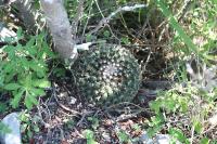 pa_1396_mammillaria_heyderi.jpg