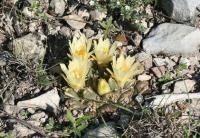 pa_1398_ariocarpus_trigonus.jpg