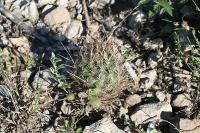 pa_1399_ancistrocactus_scheeri.jpg