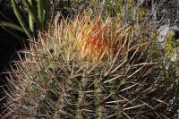 pa_139_ferocactus_steinesii_var._pilosus.jpg