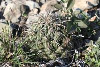 pa_1400_coryphantha_difficilis.jpg