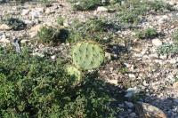 pa_1401_opuntia_sp..jpg