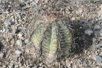 pa_1402_echinocactus_horizonthalonius.jpg