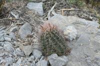 pa_1403_hamatocactus_hamatacanthus.jpg