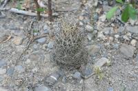 pa_1404_ancistrocactus_scheeri.jpg