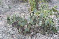 pa_1405_opuntia_sp..jpg