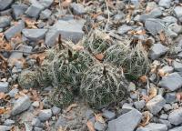 pa_1406_coryphantha_sp..jpg